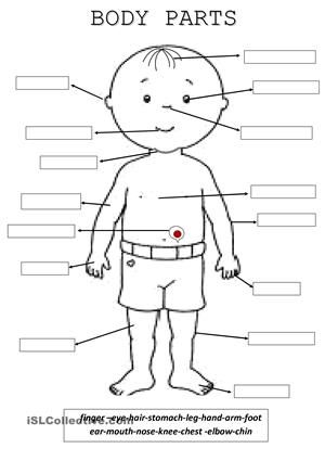 Body Part Worksheet