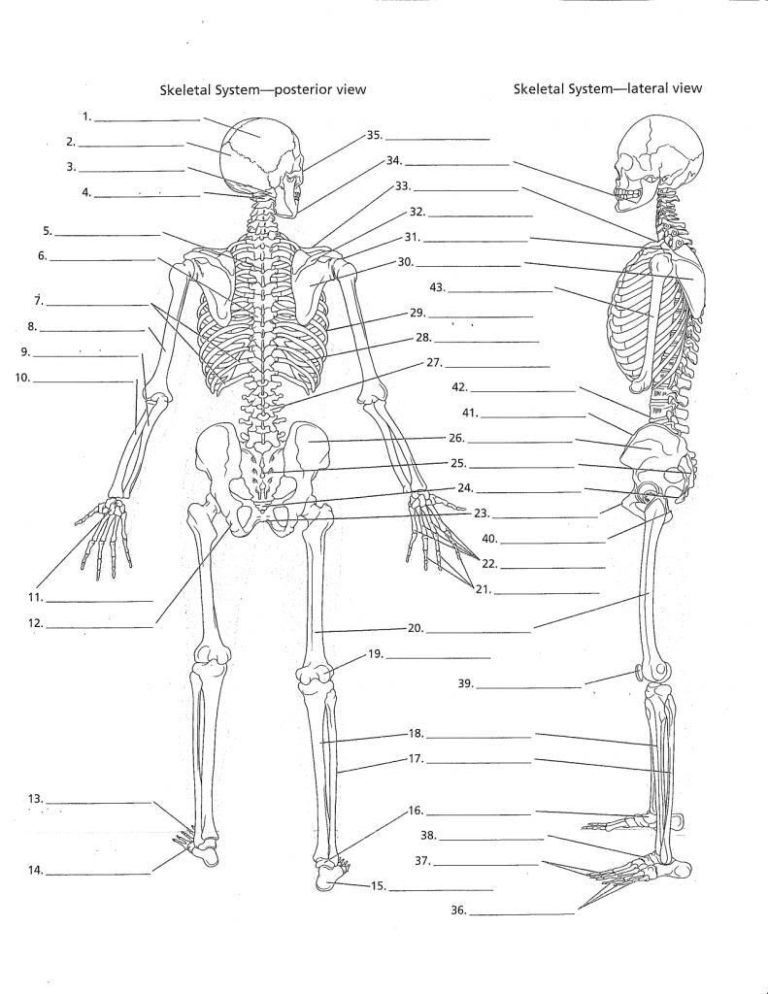 Skeletal System Worksheet Anatomy And Physiology