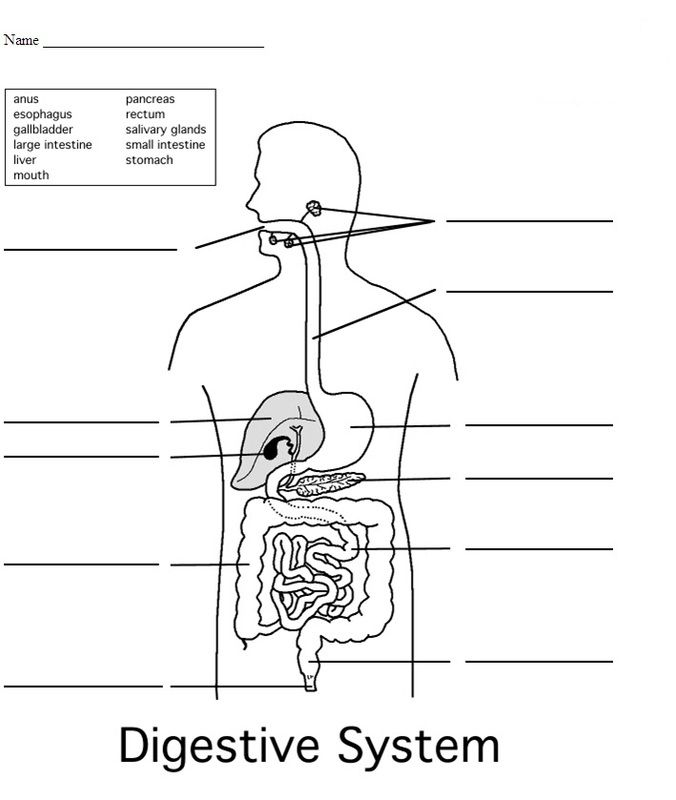 Digestive System Worksheet Pdf