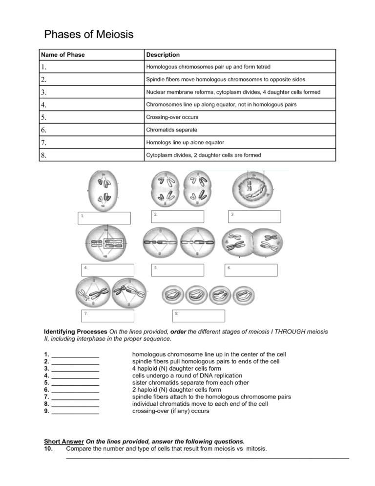 Biology Mitosis Worksheet Answers