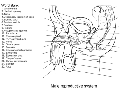 Labeled Male Reproductive System Worksheet