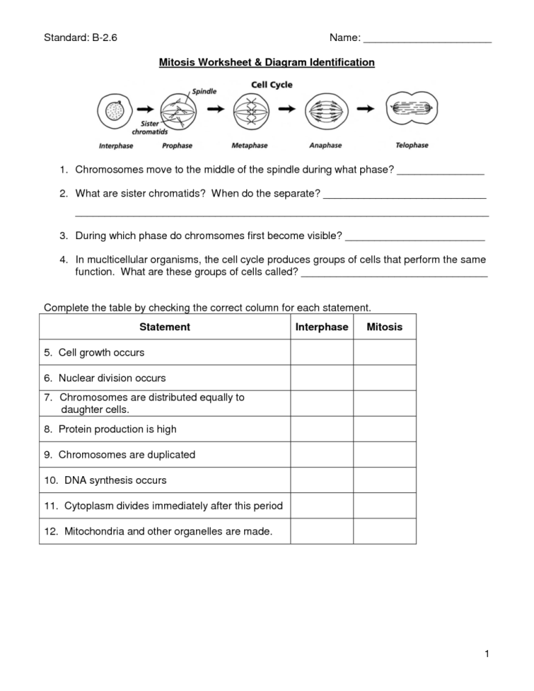 Mitosis Worksheet And Diagram Identification Standard Answer Key