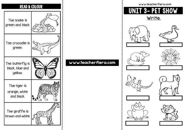 Year 1 English Worksheets Pet Show