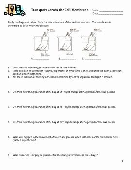 Diffusion And Osmosis Worksheet Answer