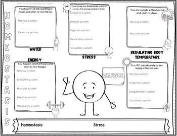 Homeostasis Worksheet