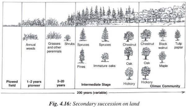 Ecological Succession Worksheet Answers