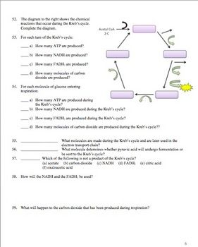 Cellular Respiration Worksheet Answers