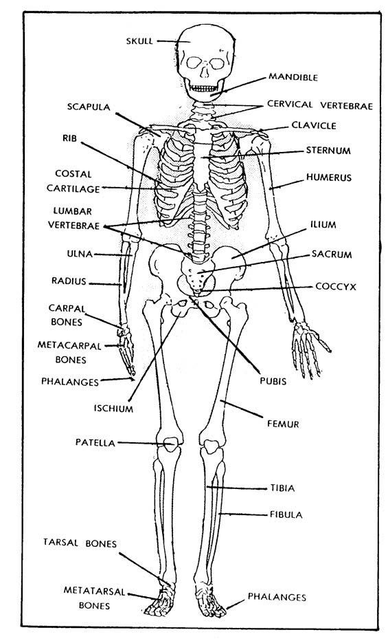 Skeletal System Worksheet Pdf