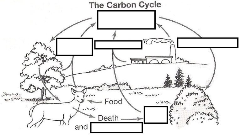 Carbon Cycle Worksheet Answers