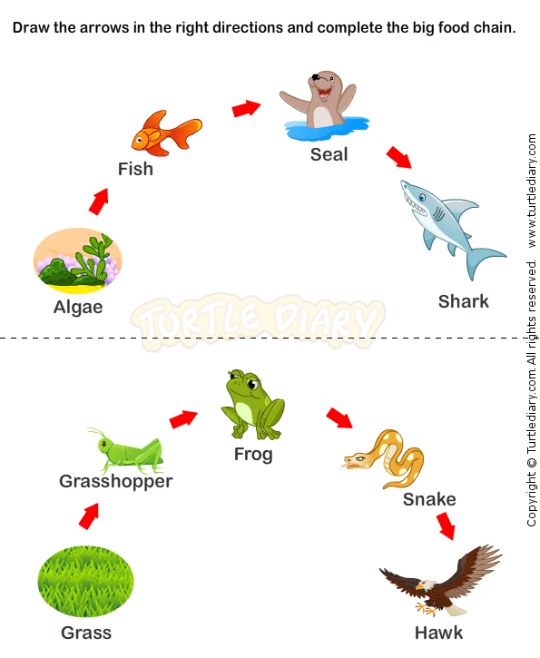 Food Chain Worksheet 2nd Grade