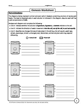 Diffusion And Osmosis Worksheet Answers Page 3 Of 3