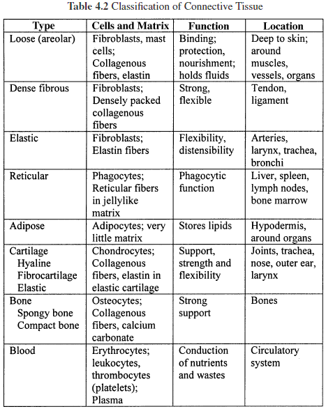 Anatomy Worksheets With Answers