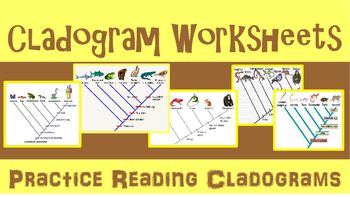 Cladogram Worksheet With Answers