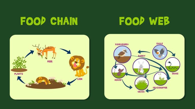 Food Webs And Food Chains Worksheet Quizlet