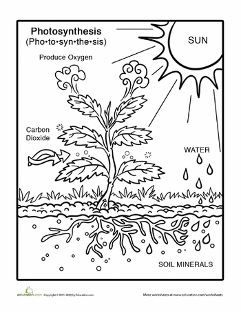 Photosynthesis Worksheet Pdf Grade 5