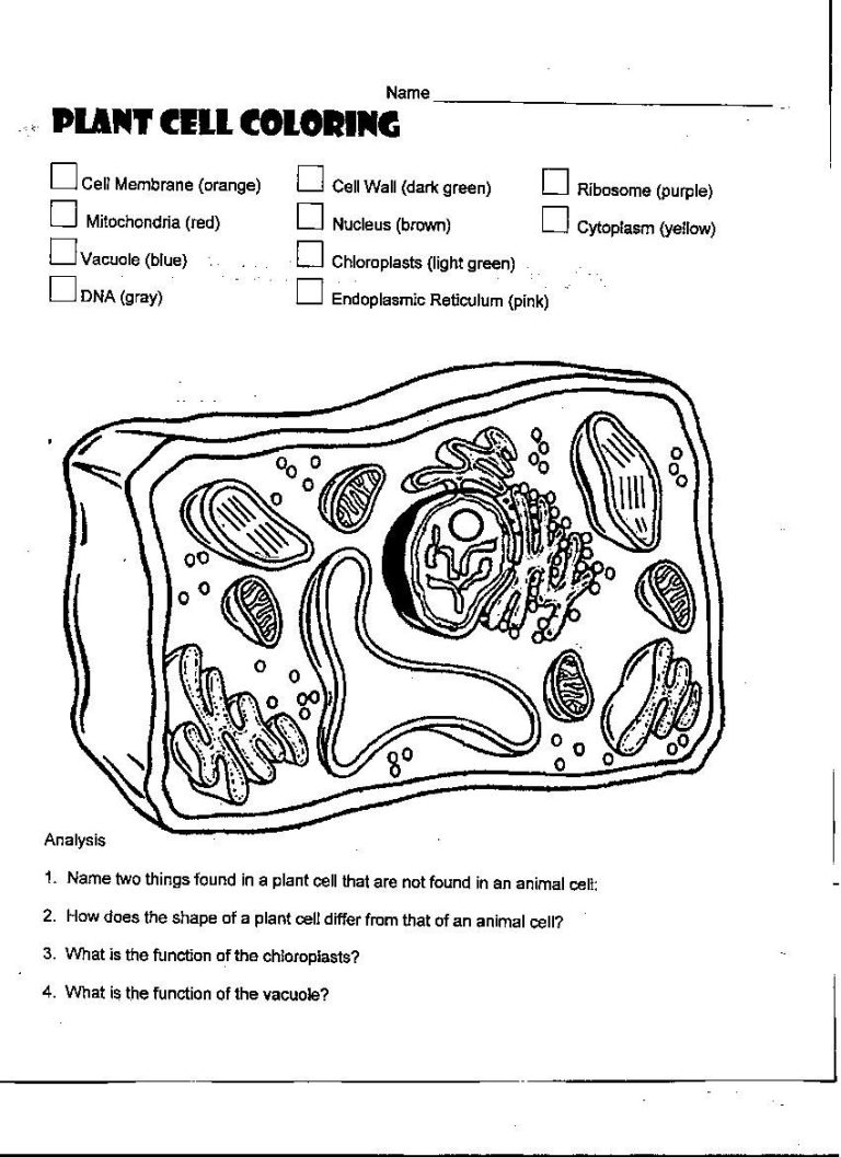 Onion Cell Mitosis Worksheet Answers Key