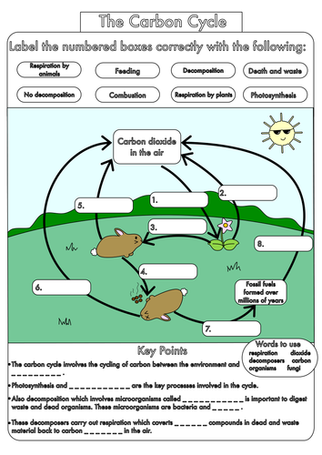 Nitrogen Cycle Worksheet Fill In The Blank