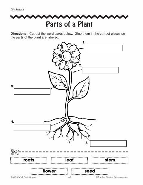 Science Worksheets For Grade 3 Pdf