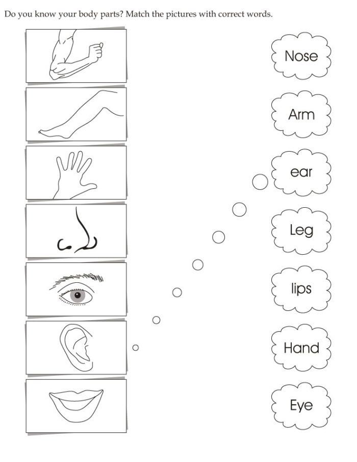 Body Part Worksheet Kindergarten