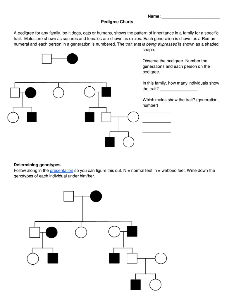 Pedigree Charts Worksheet Answer Key