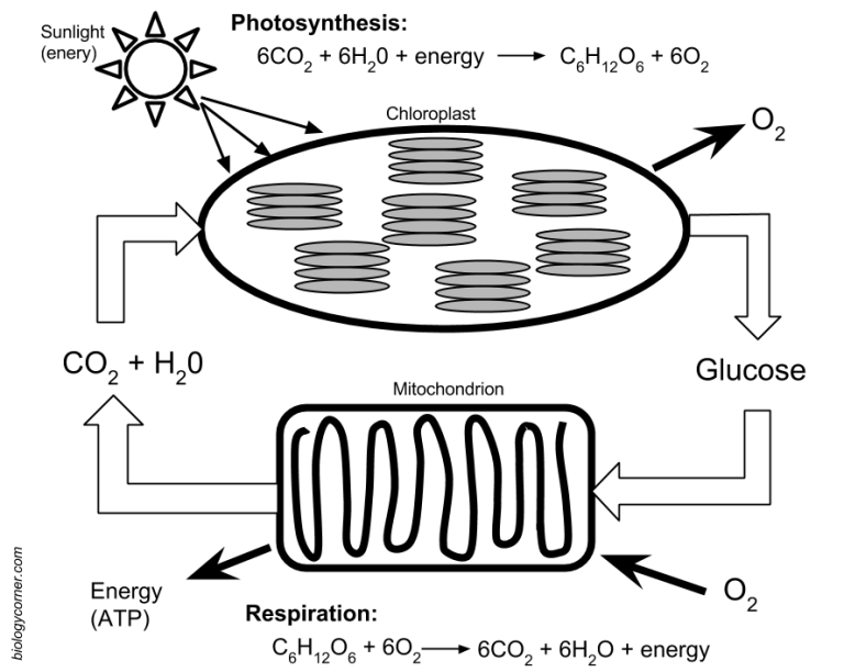 Photosynthesis And Respiration Worksheet