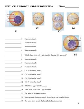 Meiosis Practice Worksheet