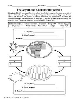 Biology Corner Photosynthesis Worksheet Answer Key