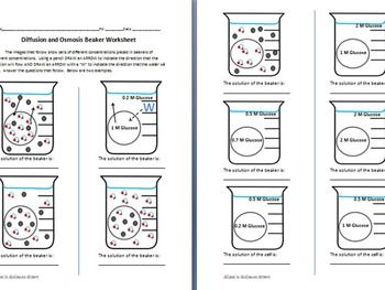 Diffusion And Osmosis Worksheet Answer Key Pdf