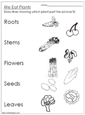 Food From Plants Worksheets For Grade 1