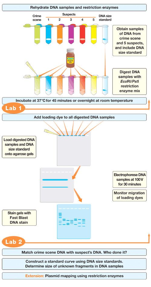 Dna Fingerprinting Worksheet Key