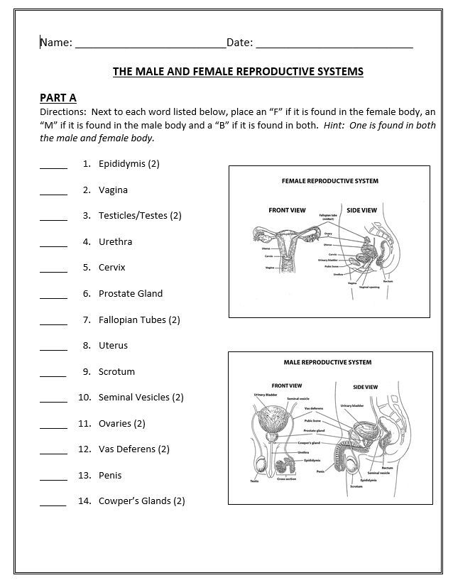 Male Reproductive System Worksheet For Grade 5