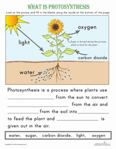 Photosynthesis Worksheet Answers