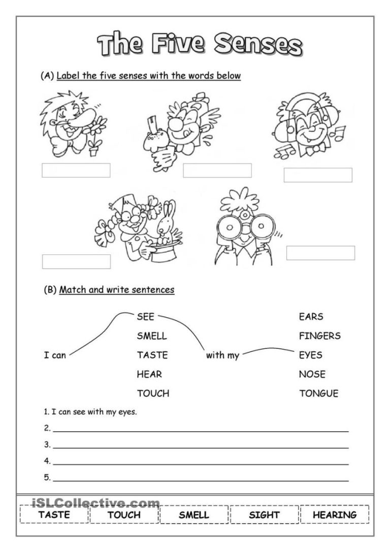 5 Senses Worksheets 2nd Grade