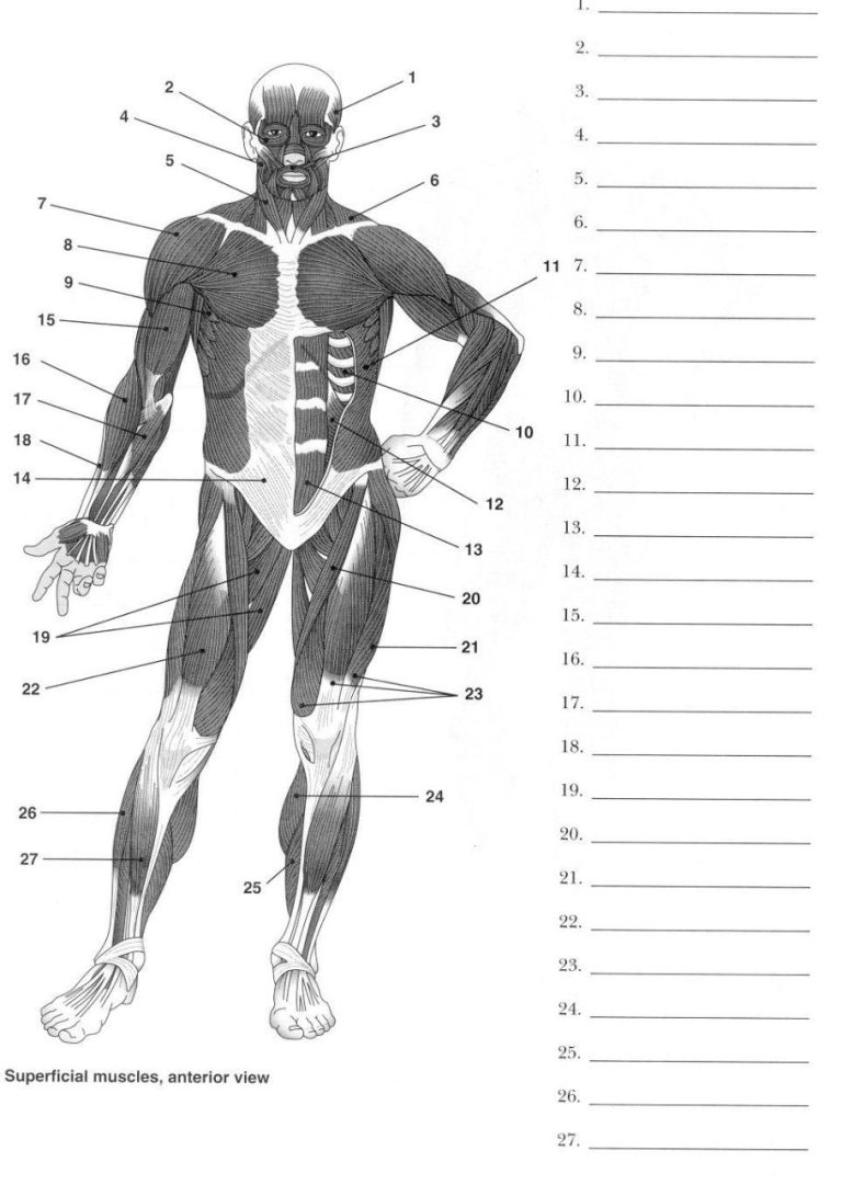 Anatomy Worksheets