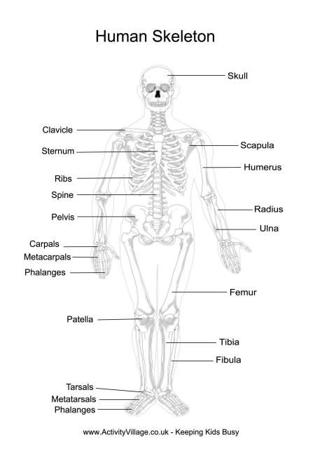 Anatomy Worksheets Pdf