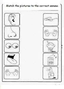 Senses Worksheet