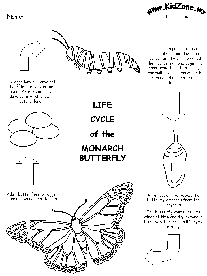 Butterfly Life Cycle Worksheet 2nd Grade