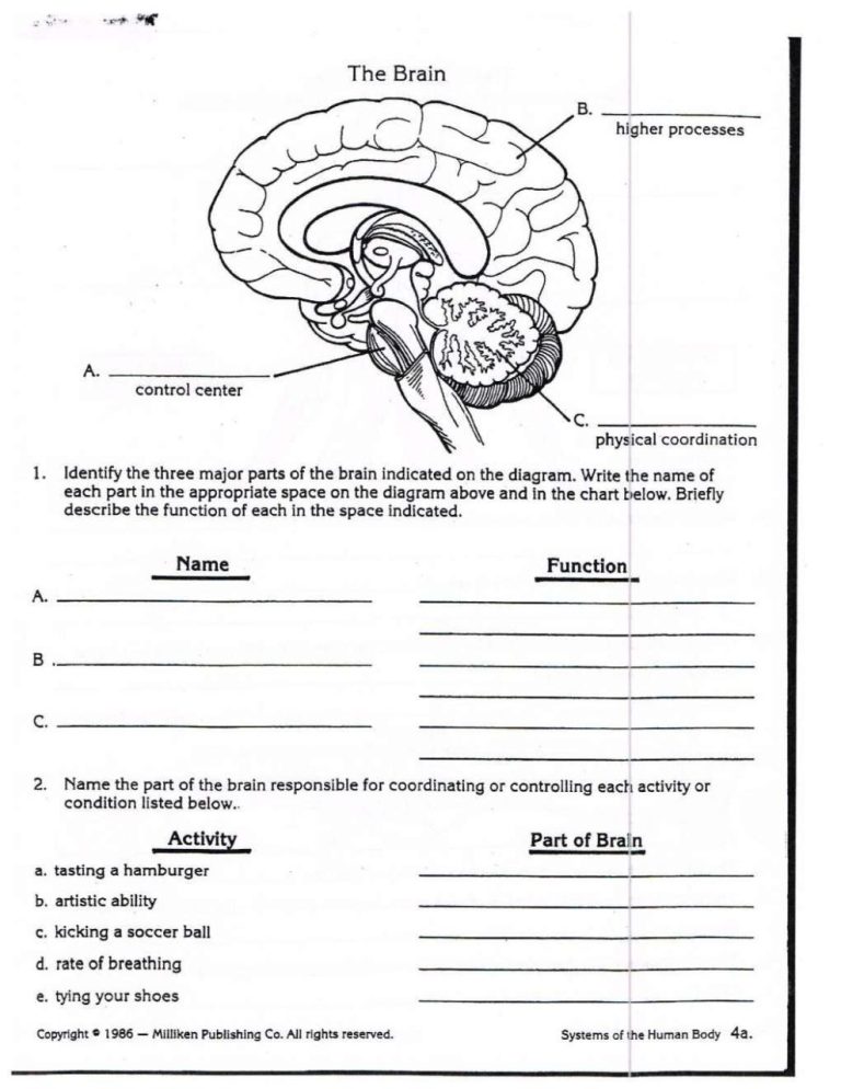 Science Worksheets For Grade 5 Nervous System