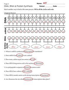 Worksheet On Dna Rna And Protein Synthesis Answers