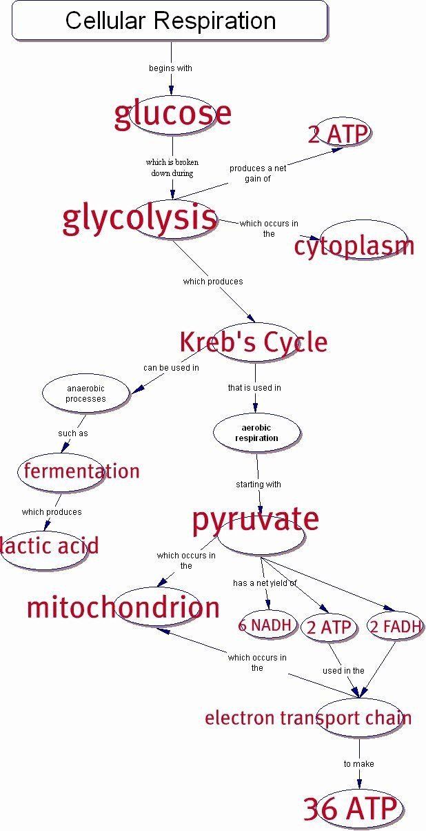 Photosynthesis And Respiration Worksheet Answer Key