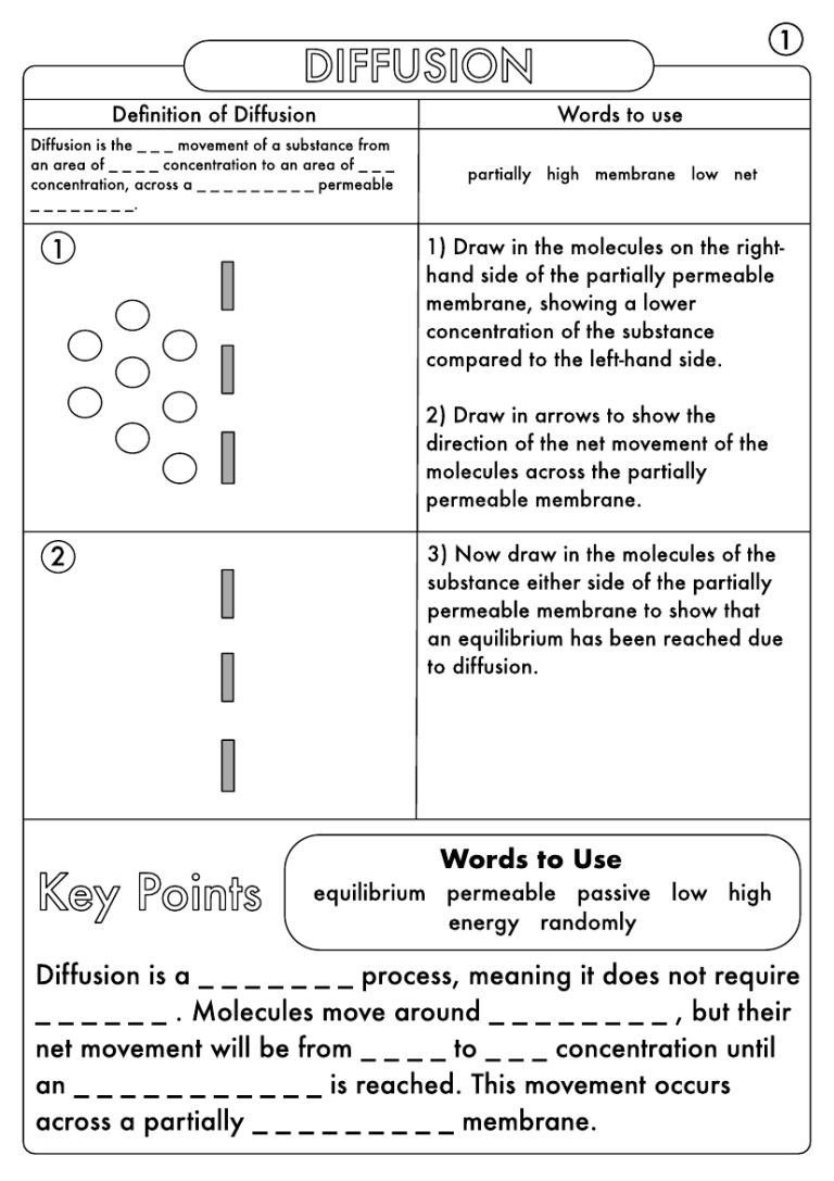 Biology Diffusion And Osmosis Worksheet Answer Key