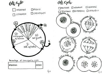 Mitosis Worksheet Phases Of The Cell Cycle Answers