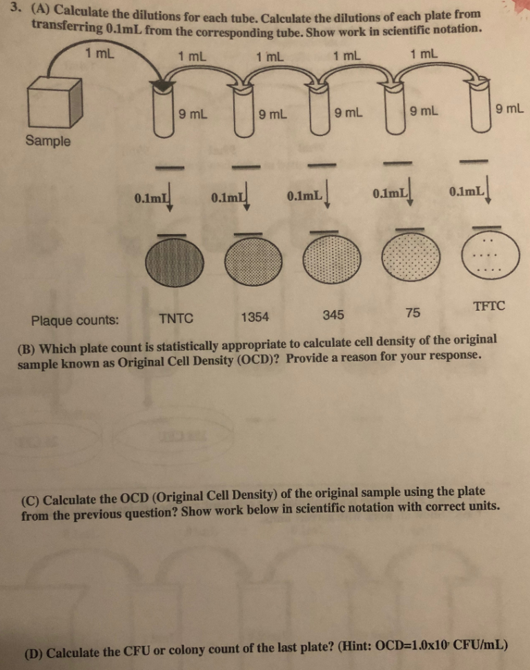 Dilutions Worksheet Microbiology