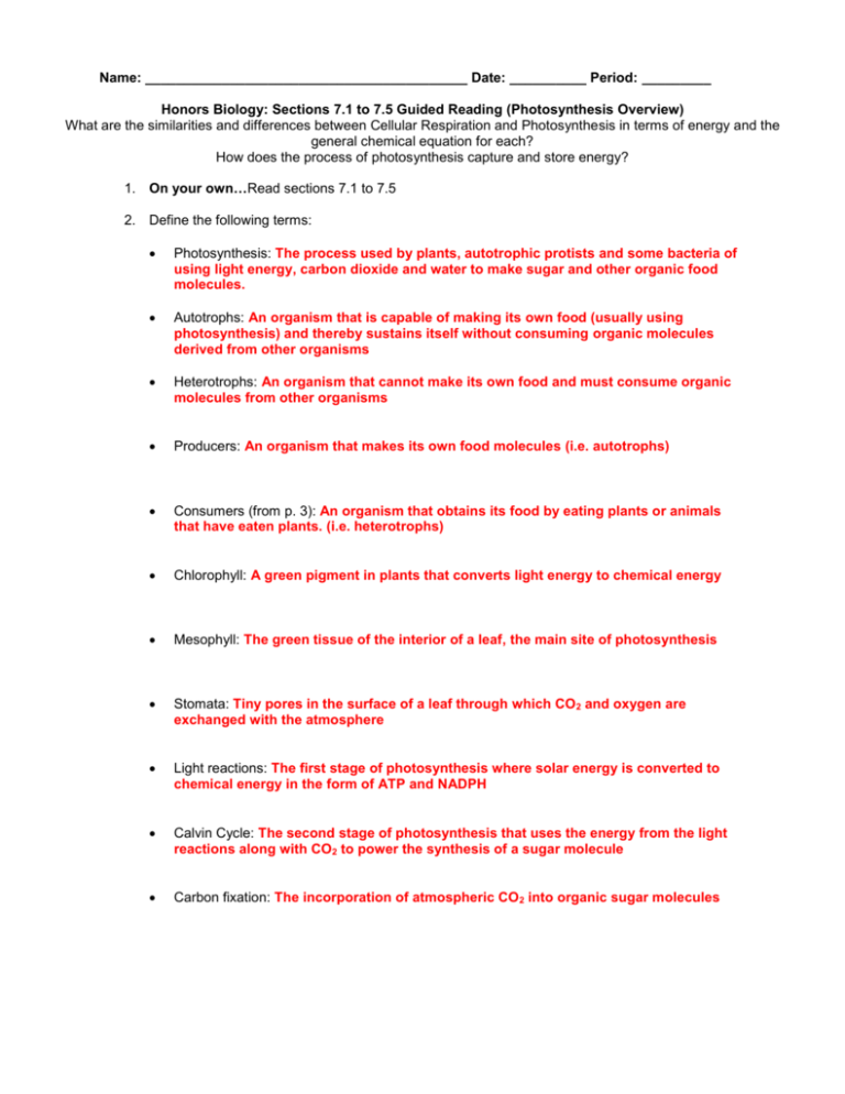 Honors Biology Cellular Respiration Worksheet Answers