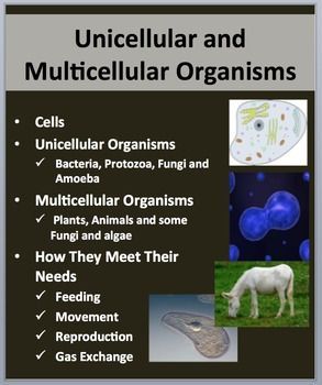 Snurfle Meiosis Worksheet Answers