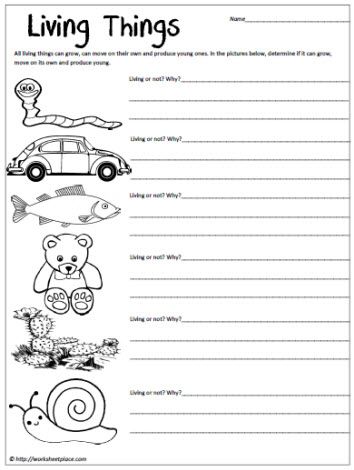 Worksheet For Class 1 Evs Pdf