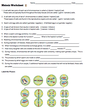 Mitosis And Meiosis Worksheet Pdf