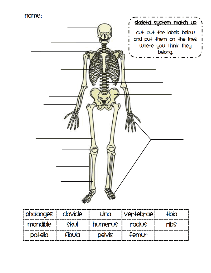 Skeletal System Labeling Worksheet Pdf