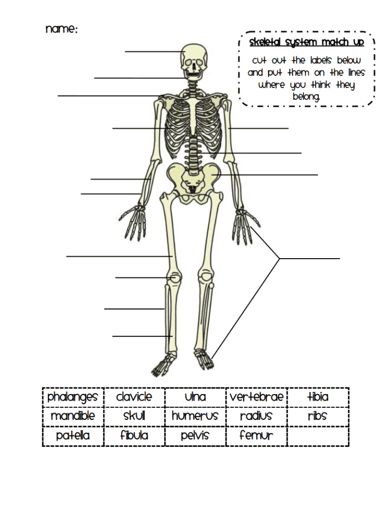 Science Skeletal System Worksheet Pdf