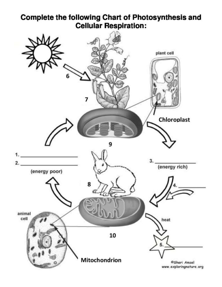 Answer Key Cellular Respiration Overview Worksheet